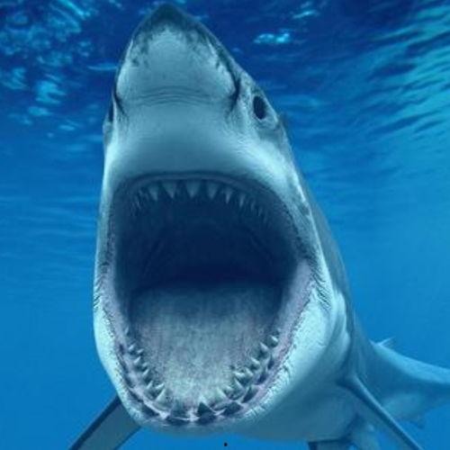 头像鲨鱼吃瓜,揭秘海洋霸主与夏日消暑的奇妙邂逅