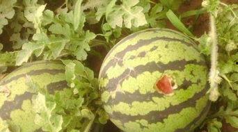 小鸟吃瓜苦了瓜农,小鸟吃瓜引发的甜蜜烦恼