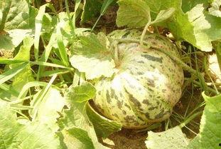 梦见别人给面瓜吃,面瓜之缘，揭秘人际关系的微妙变化