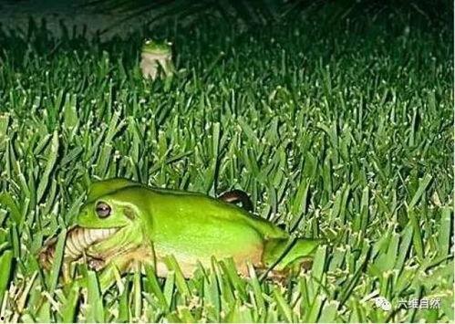 青蛙沙发吃瓜,一场奇妙的味蕾冒险