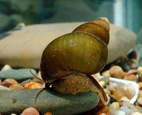 青蛙沙发吃瓜,一场奇妙的味蕾冒险