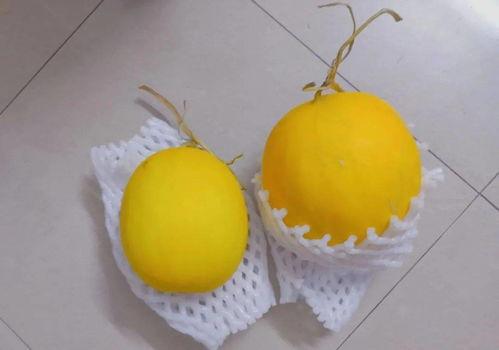 摆烂吃瓜2,揭秘娱乐圈幕后真相，带你领略明星们的真实生活