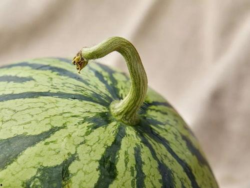 办公吃瓜,揭秘职场八卦背后的真相