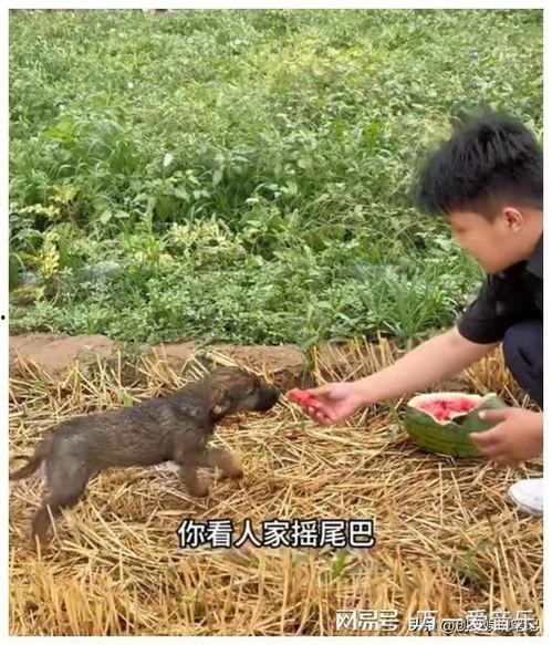 吃瓜干活,吃瓜群众如何助力娱乐圈风云变幻