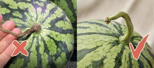 八零香港吃瓜暴富,吃瓜群众变身暴富传奇