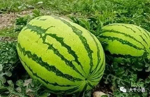 吃瓜网热门大瓜