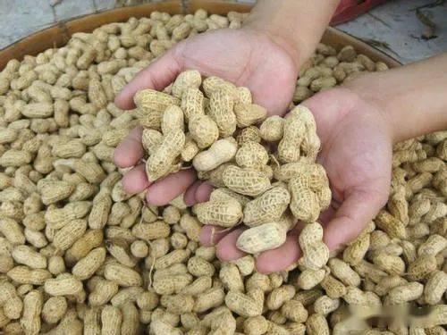 野柿吃瓜,一场自然的味蕾盛宴