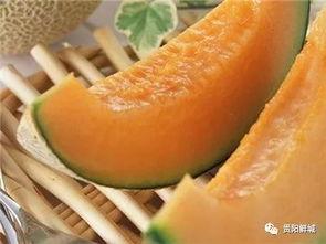 哈密瓜小朋友吃瓜,小朋友的甜蜜瓜趣之旅