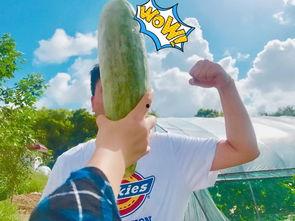 吃瓜群众干旱,干旱来袭，农业面临严峻挑战