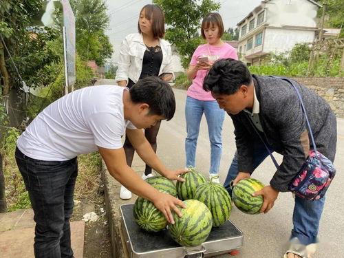 吃瓜群众干旱,干旱来袭，农业面临严峻挑战