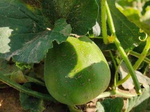 西安吃瓜打卡地,一网打尽网红美食圈