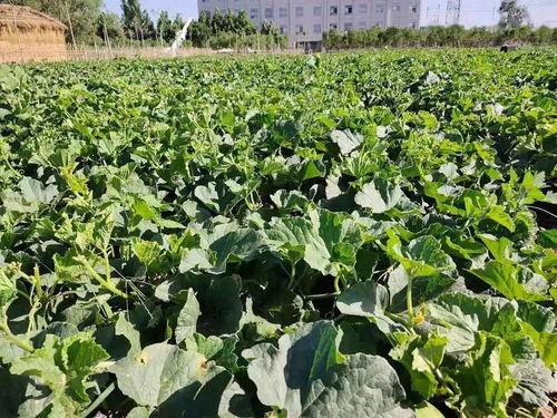 西安吃瓜打卡地,一网打尽网红美食圈