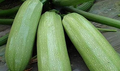 九月瓜怎么吃,解锁秋季美味新体验