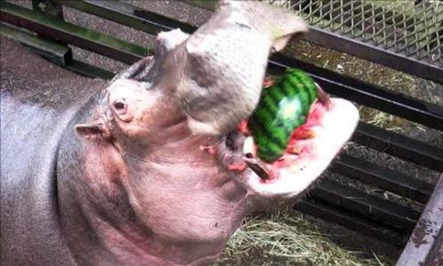 河马吃瓜塞牙,趣味动物生活趣事一瞥