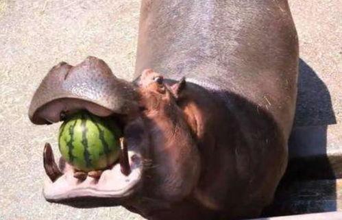 河马吃瓜塞牙,趣味动物生活趣事一瞥
