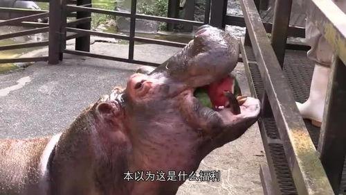 河马吃瓜塞牙,趣味动物生活趣事一瞥