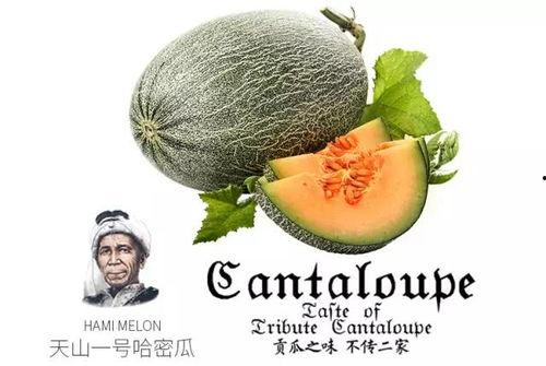 吃哈瓜蜜瓜的文案,哈瓜新宠，甜蜜滋味一网打尽