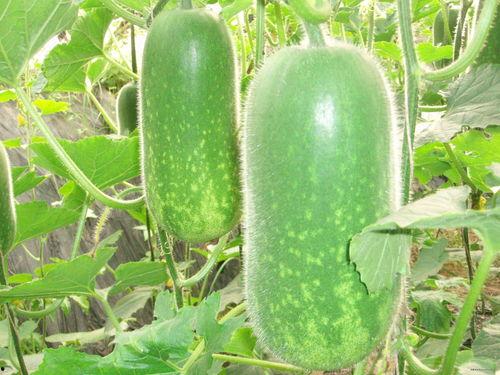 吃瓜噪子庠,吃瓜群众视角下的庠园风云