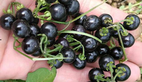 黑星星吃瓜,黑星星的瓜田奇遇记