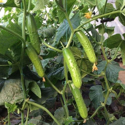 黑星星吃瓜,黑星星的瓜田奇遇记