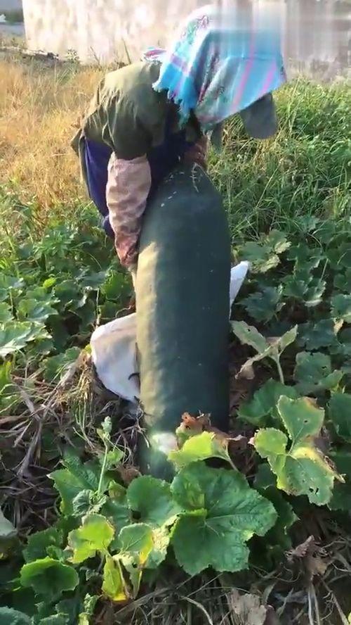 吃瓜吃到隔壁分尸,隔壁分尸案引发的悬疑风暴