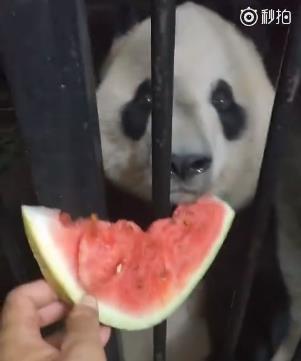 吃瓜吃到隔壁分尸,隔壁分尸案引发的悬疑风暴