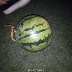 男子吃瓜被西瓜砸死