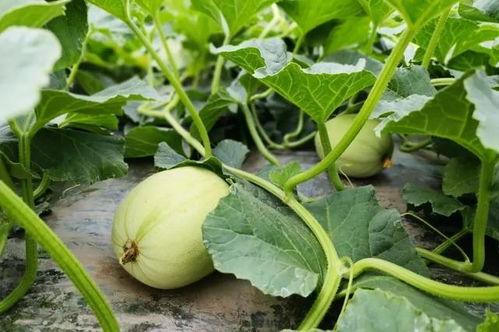 男子吃瓜被西瓜砸死