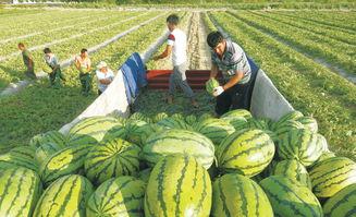 永年大张村吃瓜,瓜香四溢的乡村美食之旅