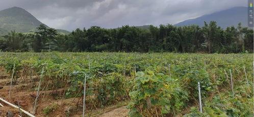 永年大张村吃瓜,瓜香四溢的乡村美食之旅