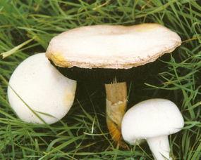 小喷菇吃瓜,小喷菇的瓜界探险记