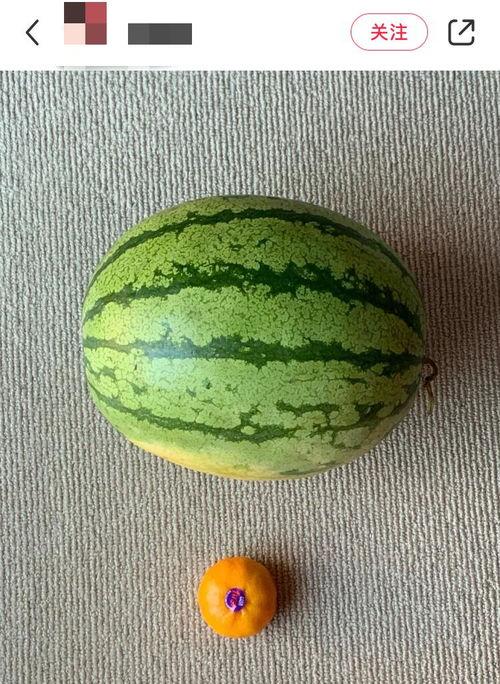 吃瓜必须要吃全瓜吗,揭秘瓜果美食的完美体验