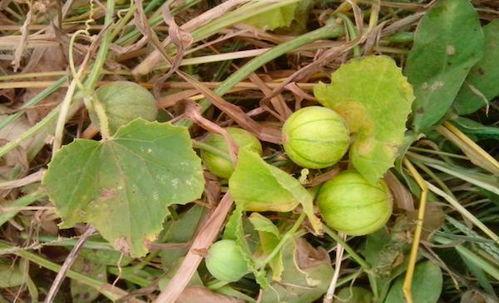 带儿子吃野瓜,与儿子共享野瓜美味之旅
