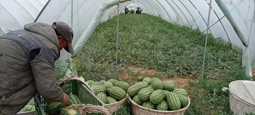 内蒙吃瓜的危害,吃瓜可能带来的五大健康隐患