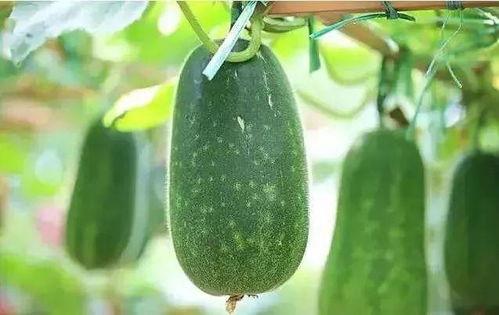 夏吃瓜都有哪些,夏吃瓜的多样选择与养生之道