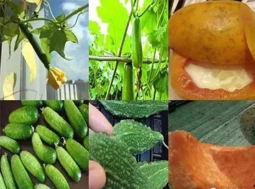 夏吃瓜都有哪些,夏吃瓜的多样选择与养生之道